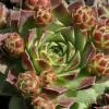 Barba de Jpiter sempervivum, Houseleek