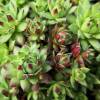 Barba de Jpiter sempervivum, Houseleek