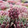 Barba de Jpiter sempervivum, Houseleek