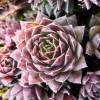 Barba de Jpiter sempervivum, Houseleek