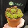 Barba de Jpiter sempervivum, Houseleek