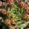 Barba de Jpiter sempervivum