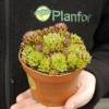 Barba de Jpiter sempervivum