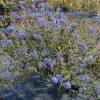 Ceanothus de Burkwood