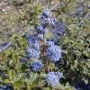 Ceanothus de Burkwood