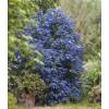 Ceanothus de Burkwood