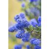 Ceanothus de Burkwood