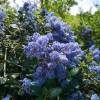 Ceanothus de Burkwood