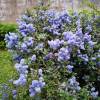 Ceanothus de Burkwood