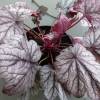 Heuchera 'Shangai'