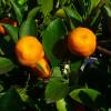 Calamondin