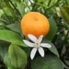 Calamondin