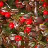 Cotoneaster dammeri