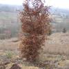 Carpa europeia  trufeira - Tuber Melanosporum