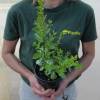 Escallonia macrantha rosa