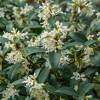Osmanthus x Burkwoodi