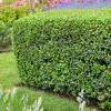 Osmanthus x Burkwoodi