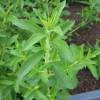 Stevia Erva doce