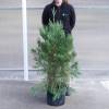 Sequia gigante