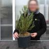 Sequia gigante