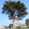 Cipreste da Calif�rnia