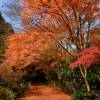 Bordo do Japo