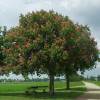 Castanheiro de flores vermelhas