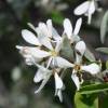 Amelanchier ovalis