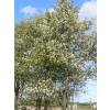 Amelanchier ovalis