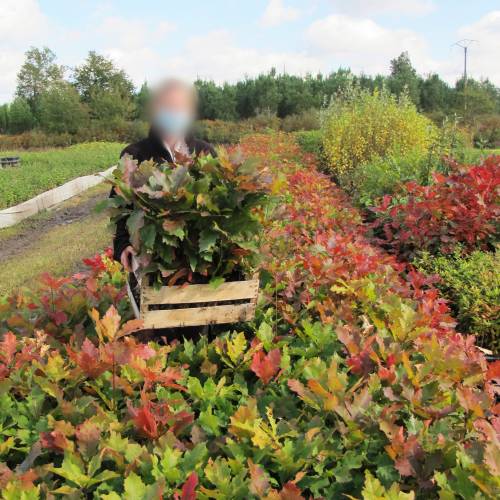 Carvalho vermelho americano : venda Carvalho vermelho americano / Quercus  rubra