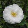 Camlia do Japo 'Le Lys'