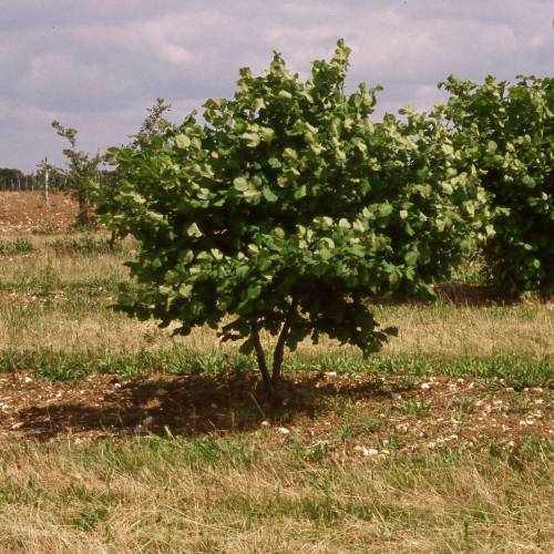 Featured image of post Aveleira Avel Arvore Arbusto alto ou pequena rvore