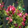 Giesta das vassouras 'Boskoop Ruby'