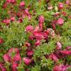 Giesta das vassouras 'Boskoop Ruby'