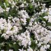 Deutzia gracilis