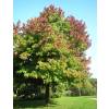 Liquidambar da Amrica