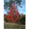 Liquidambar da Amrica