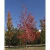 Liquidambar da Amrica