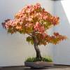 Liquidambar da Amrica