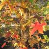 Liquidambar da Amrica