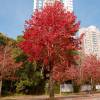 Liquidambar da Am�rica