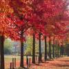 Liquidambar da Am�rica