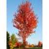 Liquidambar da Am�rica