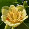 Tulipeiro da Virgínia