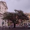 Planta proibida em Portugal-Paulownia