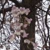 Planta proibida em Portugal-Paulownia