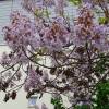 Planta proibida em Portugal-Paulownia