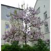 Planta proibida em Portugal-Paulownia