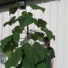 Planta proibida em Portugal-Paulownia