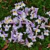 Planta proibida em Portugal-Paulownia